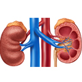 Nephrology